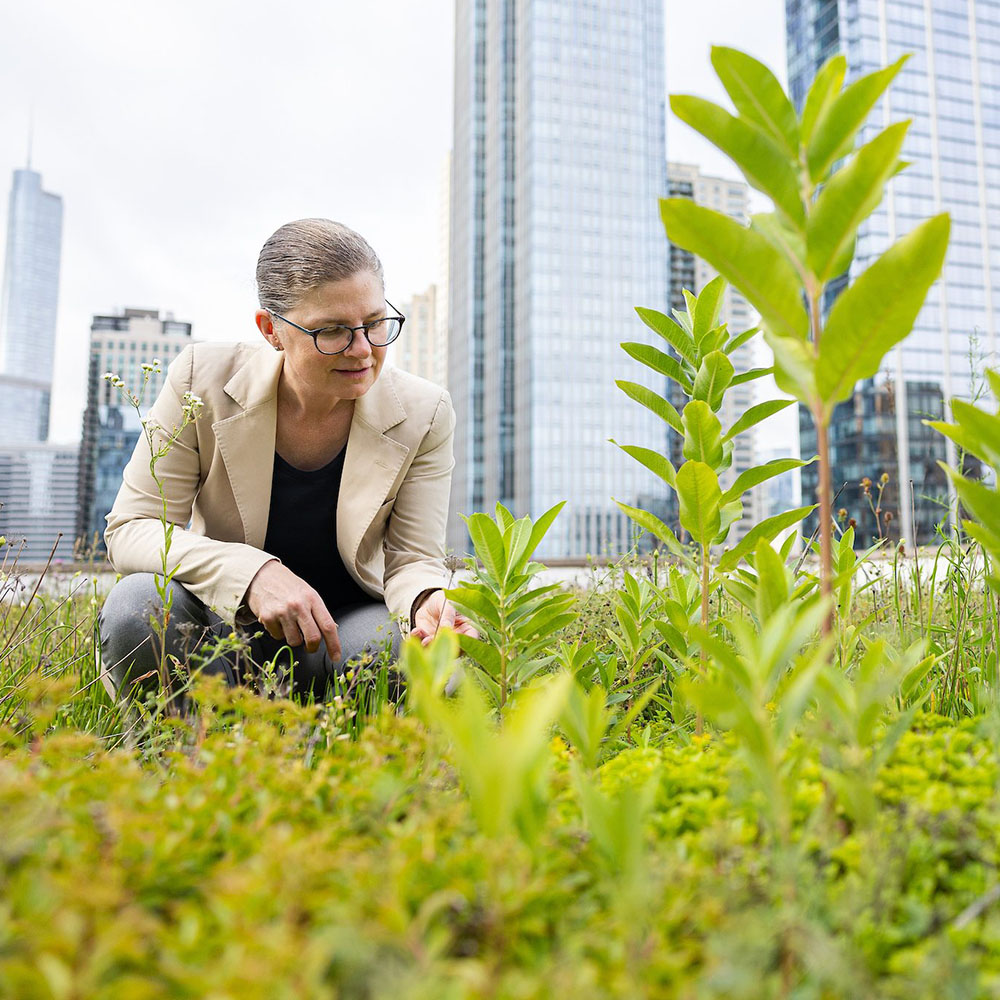 Karen Weigert examines a plant on a green roof